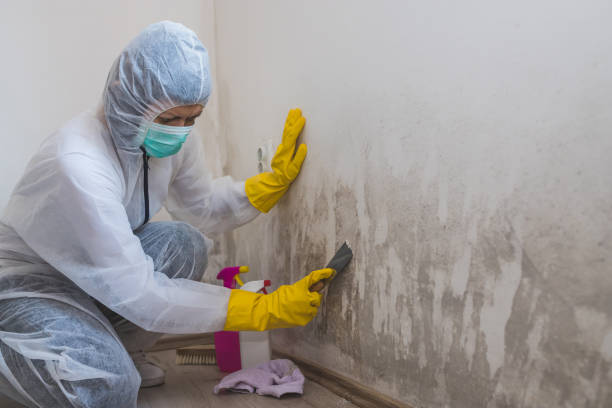 Best Industrial Mold Remediation in Cairo, NE