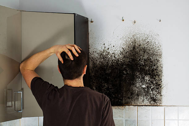 Best Bathroom Mold Remediation in Cairo, NE