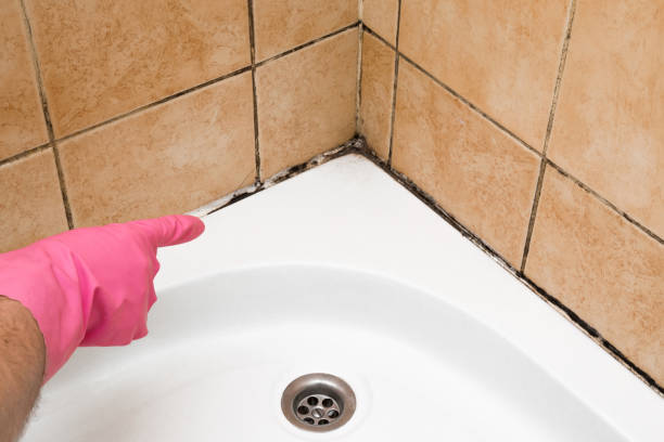 Best DIY Mold Remediation Support Services in Cairo, NE
